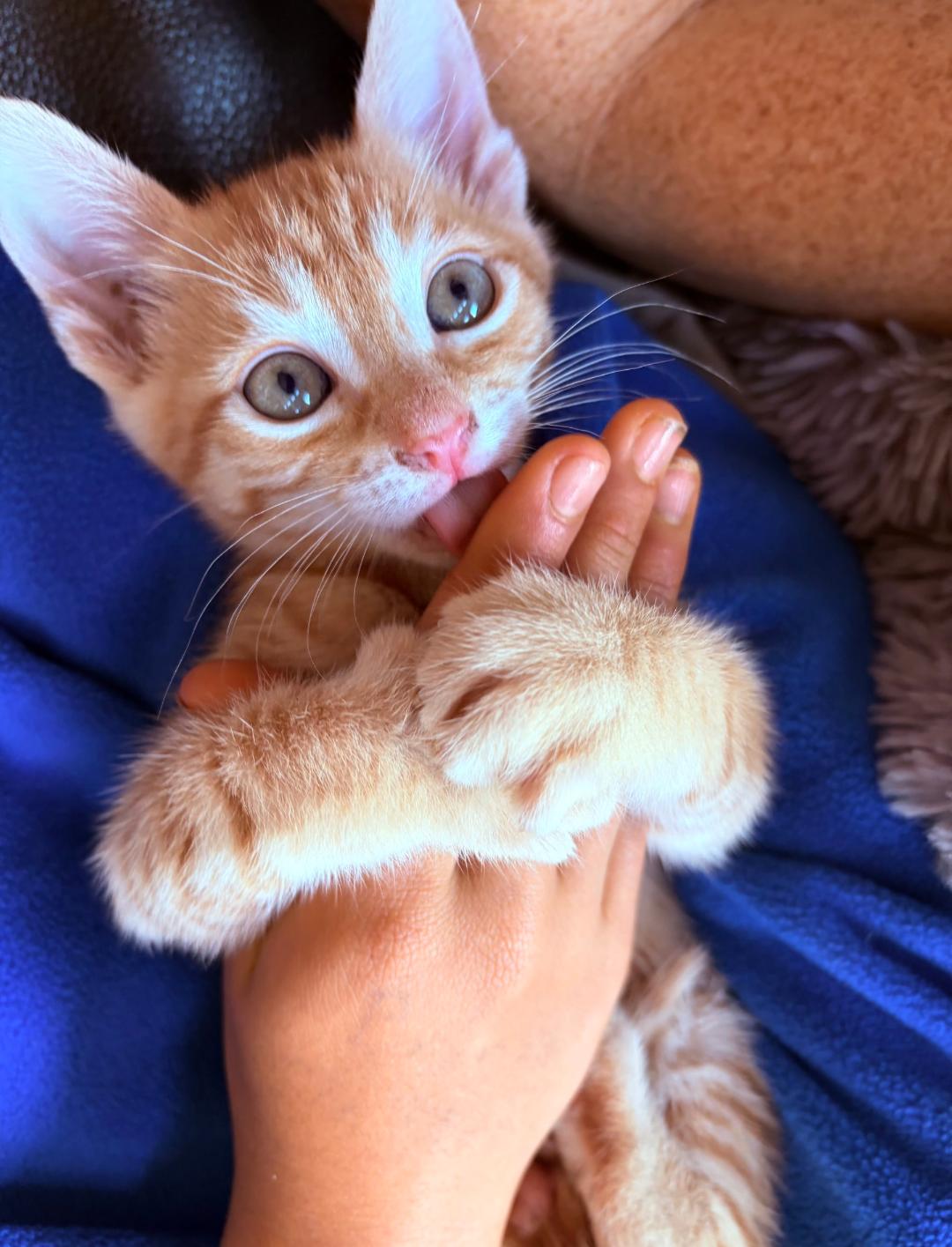 Benito, an adopted mixed breed in Santa Cruz, CA image 2/5