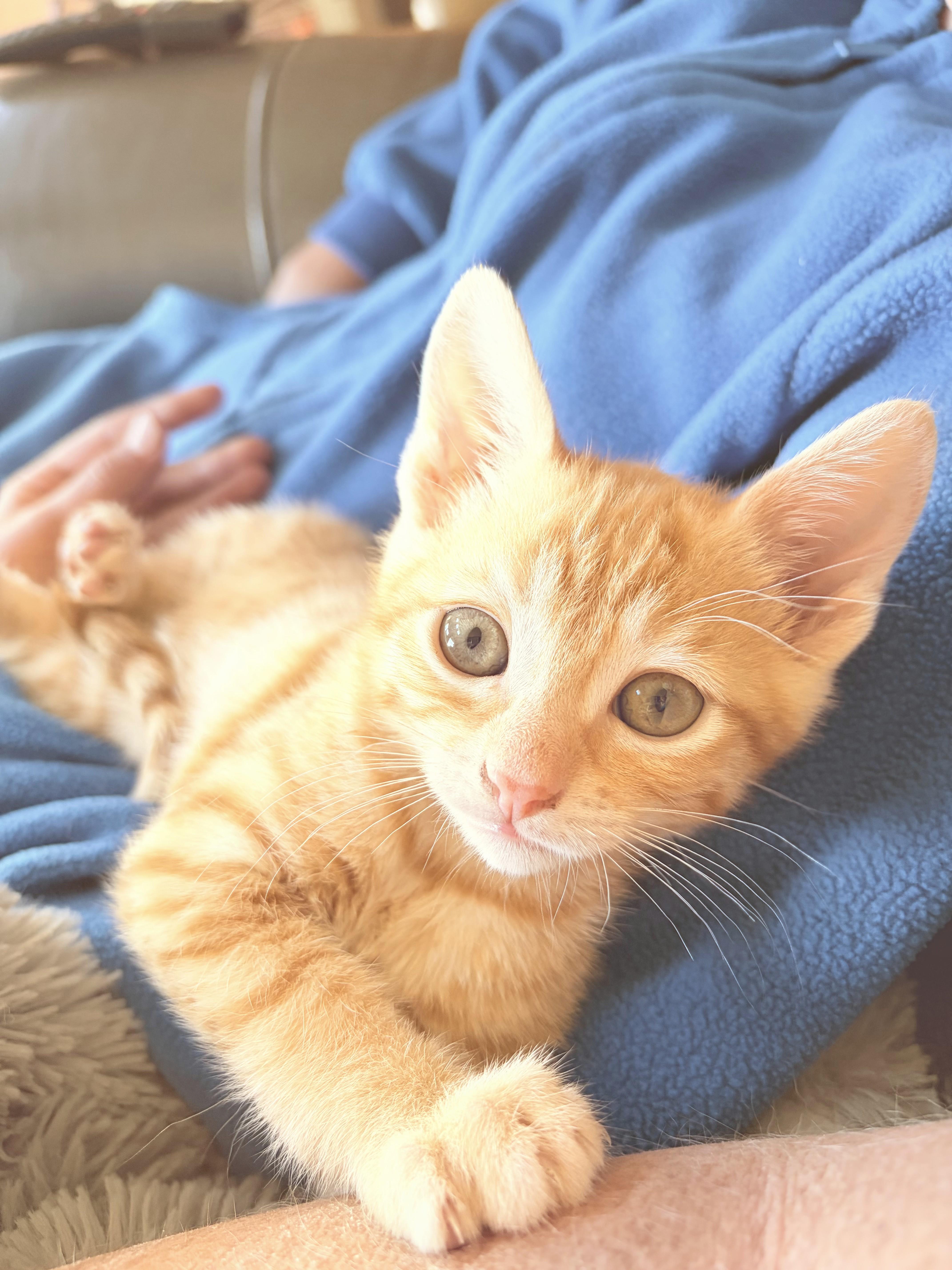 Benito, an adopted mixed breed in Santa Cruz, CA image 1/5
