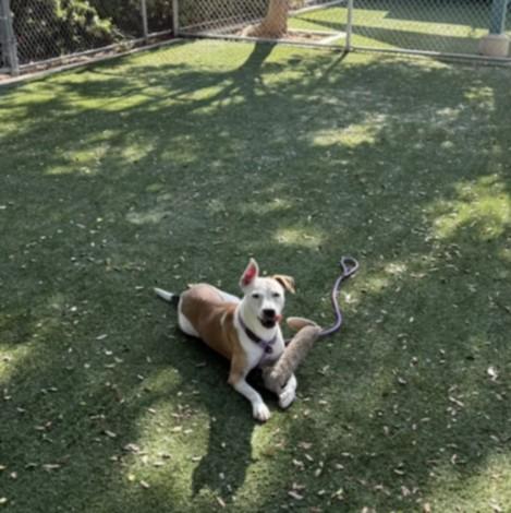 ZILLI, Adoptable, Adult Female Staffordshire Bull Terrier.