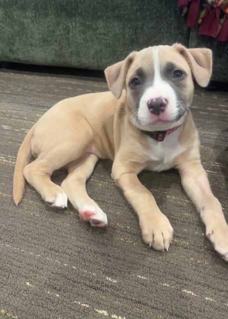 Jessy, ADOPTABLE, Puppy Female Mixed Breed.