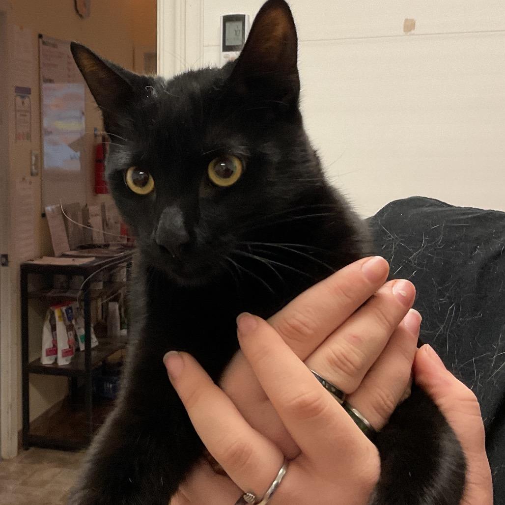 Loki, Adoptable, Young Male Domestic Short Hair.