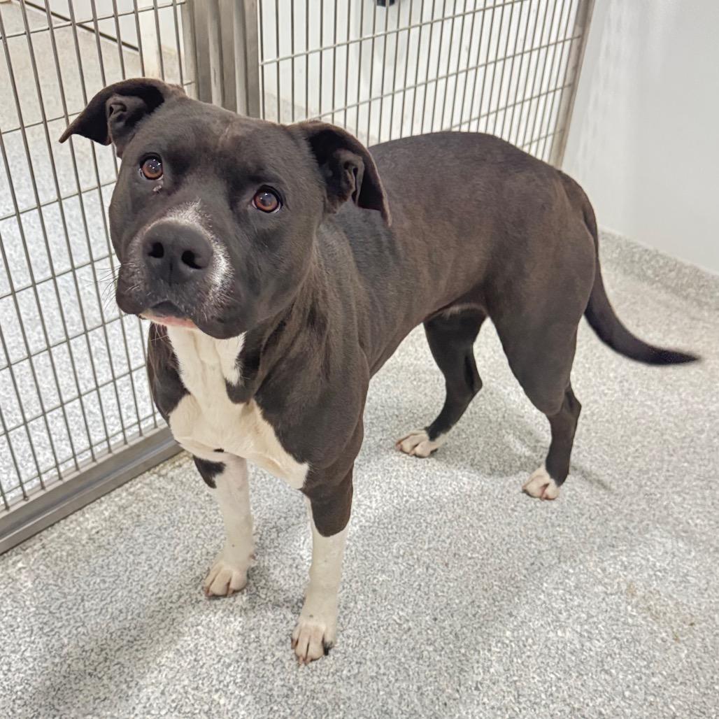 Jessie, Adoptable, Adult Female Terrier.