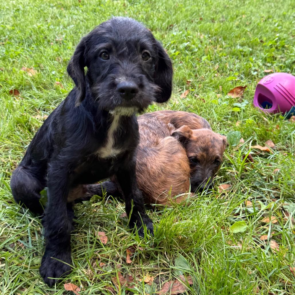 Trip- currently in our Paws-in-Prison program!, Adoptable, Young Male Standard Poodle & Pit Bull Terrier.