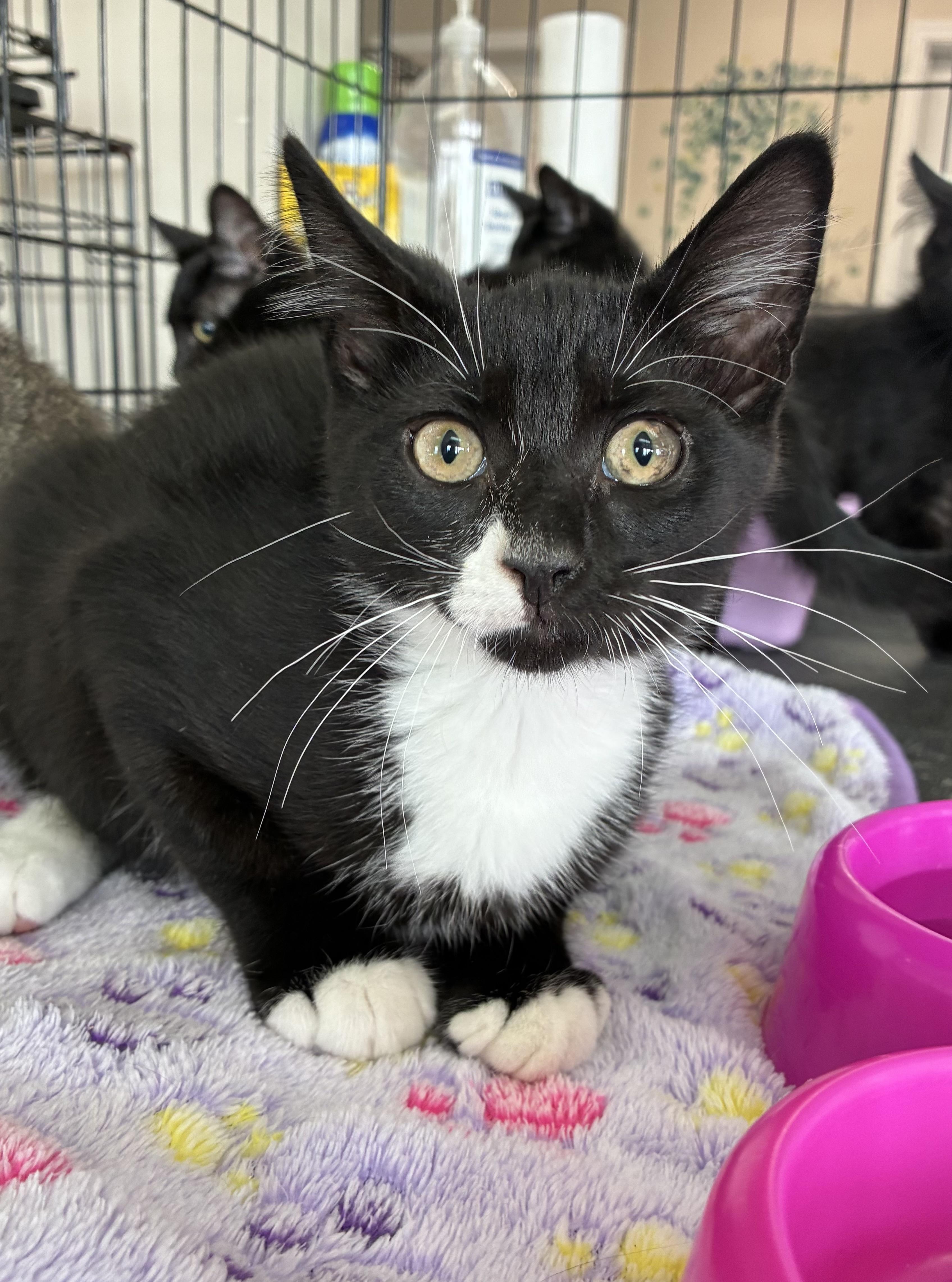 Enlarge Archie, an adopted Domestic Short Hair in Breinigsville, PA image 1/1