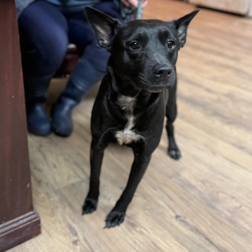 Bailey, ADOPTABLE, Adult Female Mixed Breed.