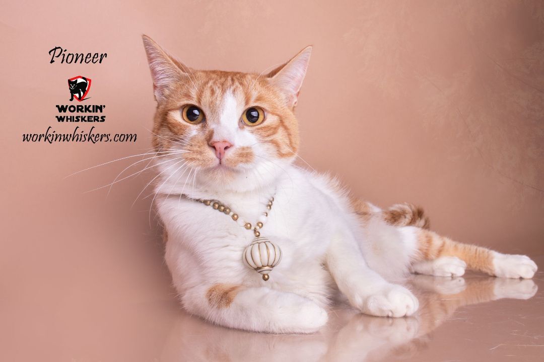 PIONEER, Young Male Tabby