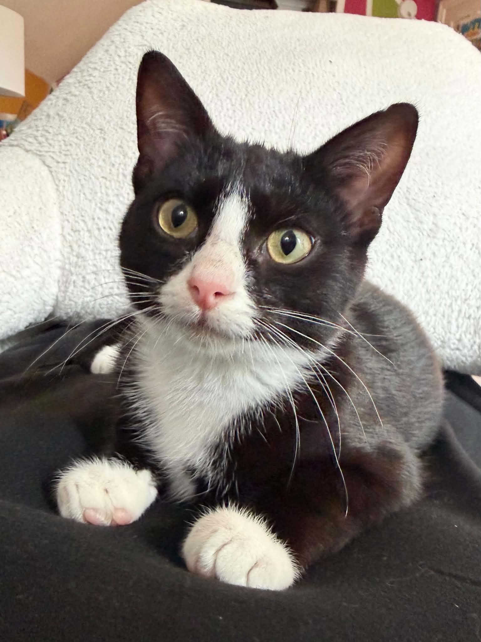 Boots (Mel fostered in New England), a Adoptable mixed breed in Milford, NH image 1/6