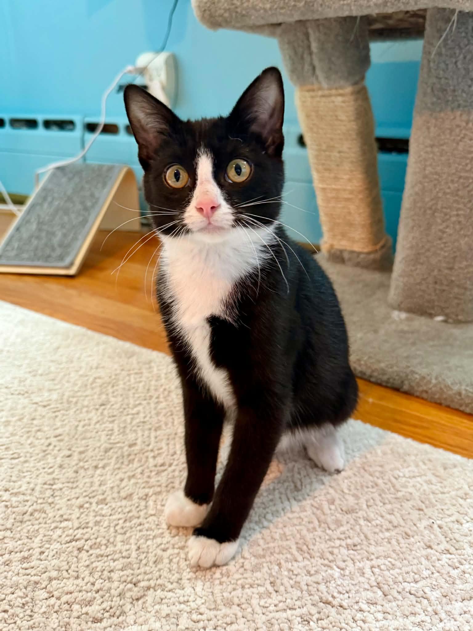 Boots (Mel fostered in New England), a Adoptable mixed breed in Milford, NH image 2/6
