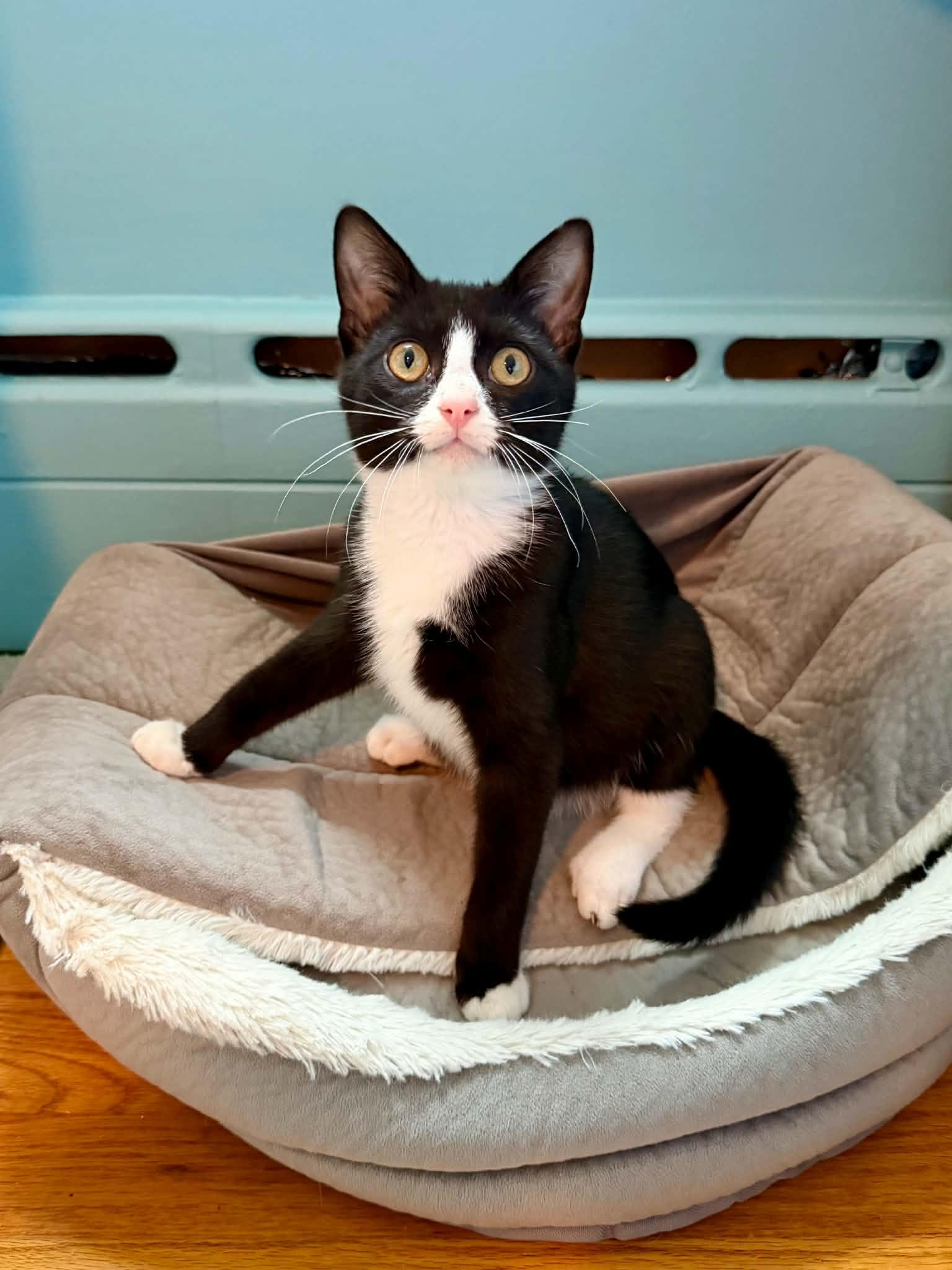 Boots (Mel fostered in New England), a Adoptable mixed breed in Milford, NH image 4/6