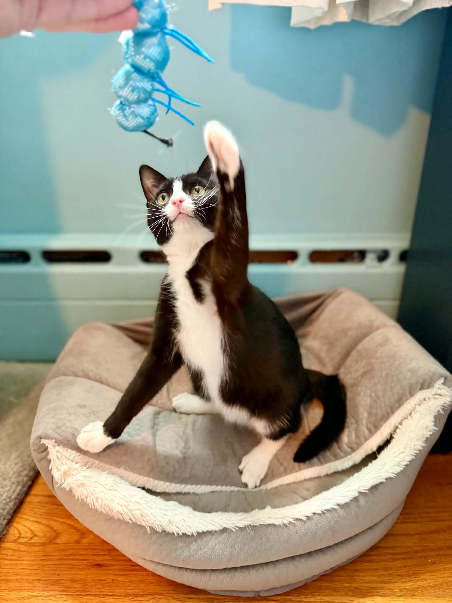 Boots (Mel fostered in New England), a Adoptable mixed breed in Milford, NH image 6/6