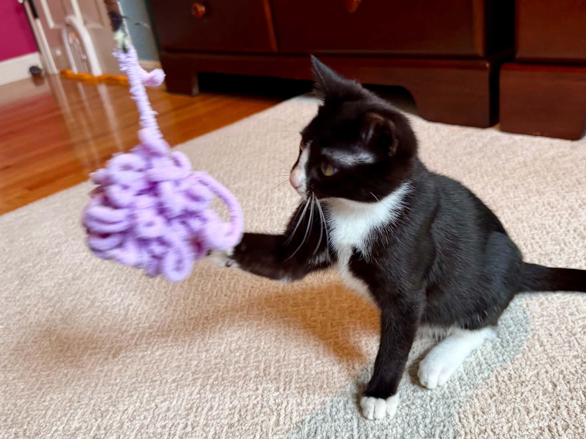 Boots (Mel fostered in New England), a Adoptable mixed breed in Milford, NH image 5/6
