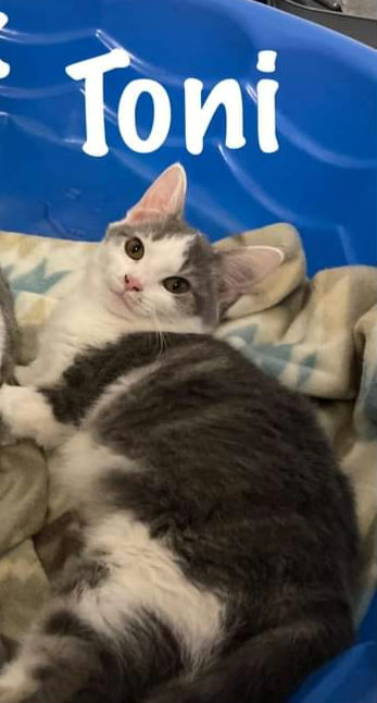 Enlarge Toni, a Adoptable American Shorthair in Chillicothe, OH image 1/1