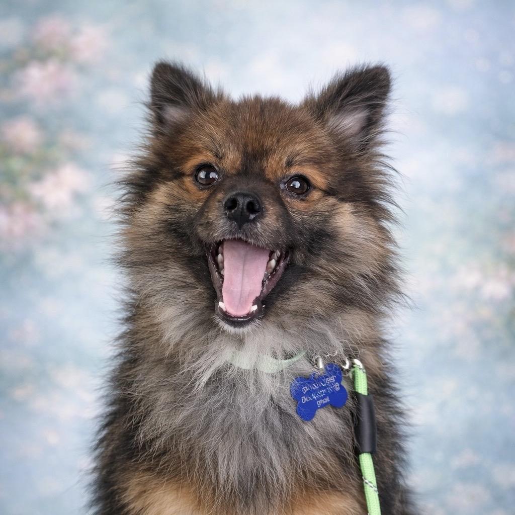 Amos, Adoptable, Young Male Pomeranian.