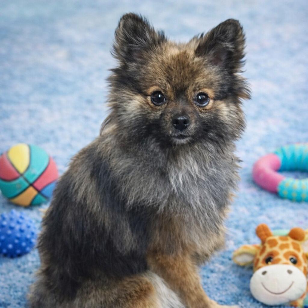 Enlarge Amos, a Adoptable Pomeranian in Hudson, IL image 2/2