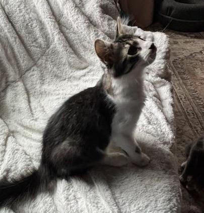 Shenzi, an adopted Domestic Medium Hair in Stuart, VA image 2/2