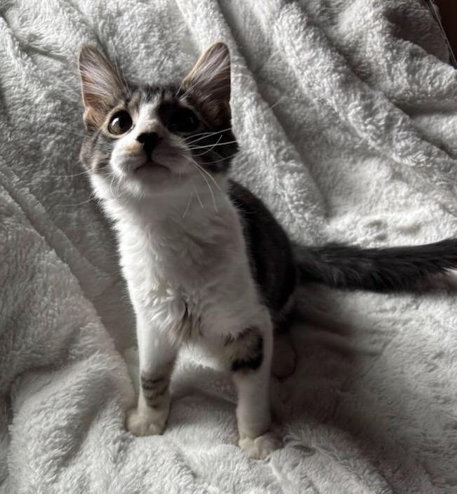 Shenzi, adopted, Kitten Male Domestic Medium Hair.