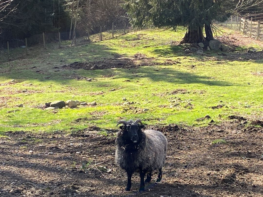 Enlarge Ella, a Adoptable Sheep in Quilcene, WA image 1/1