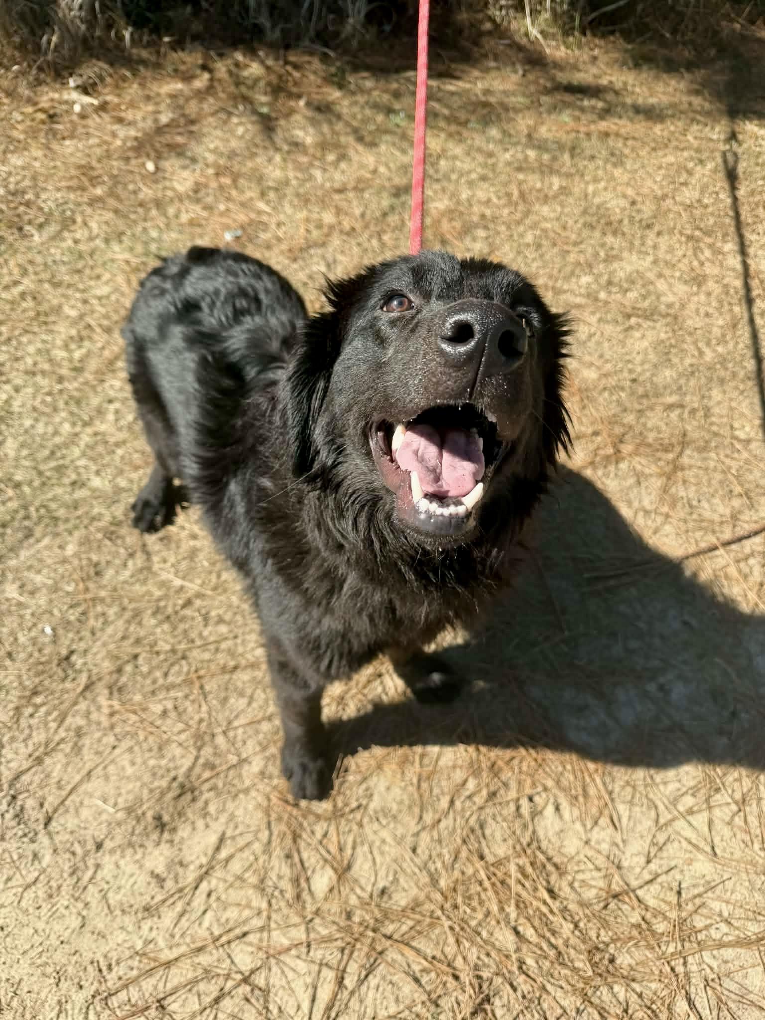 Enlarge Waylon, a Adoptable Flat-Coated Retriever in Jackson, MI image 2/6