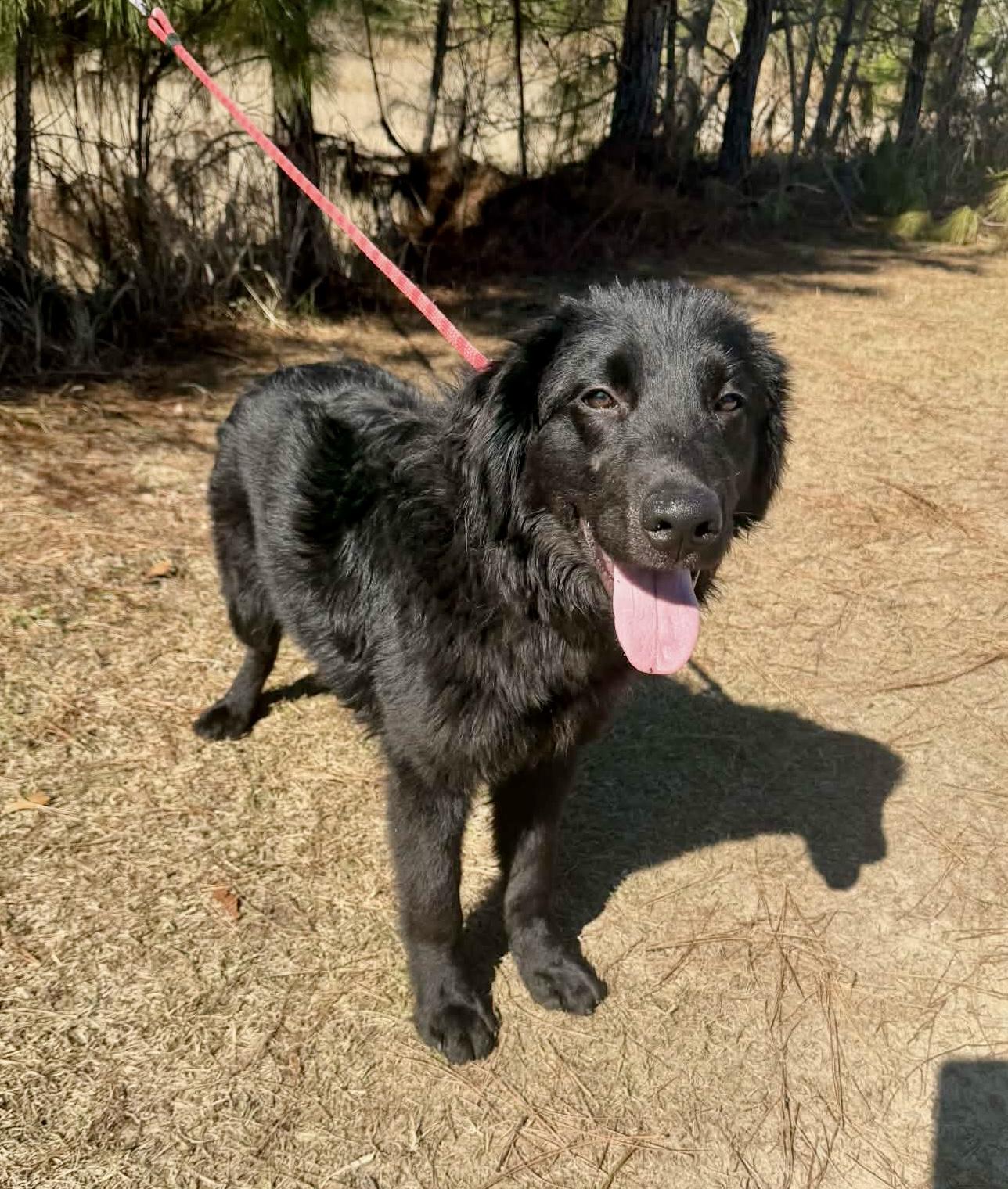 Waylon, Adoptable, Young Male Flat-Coated Retriever.