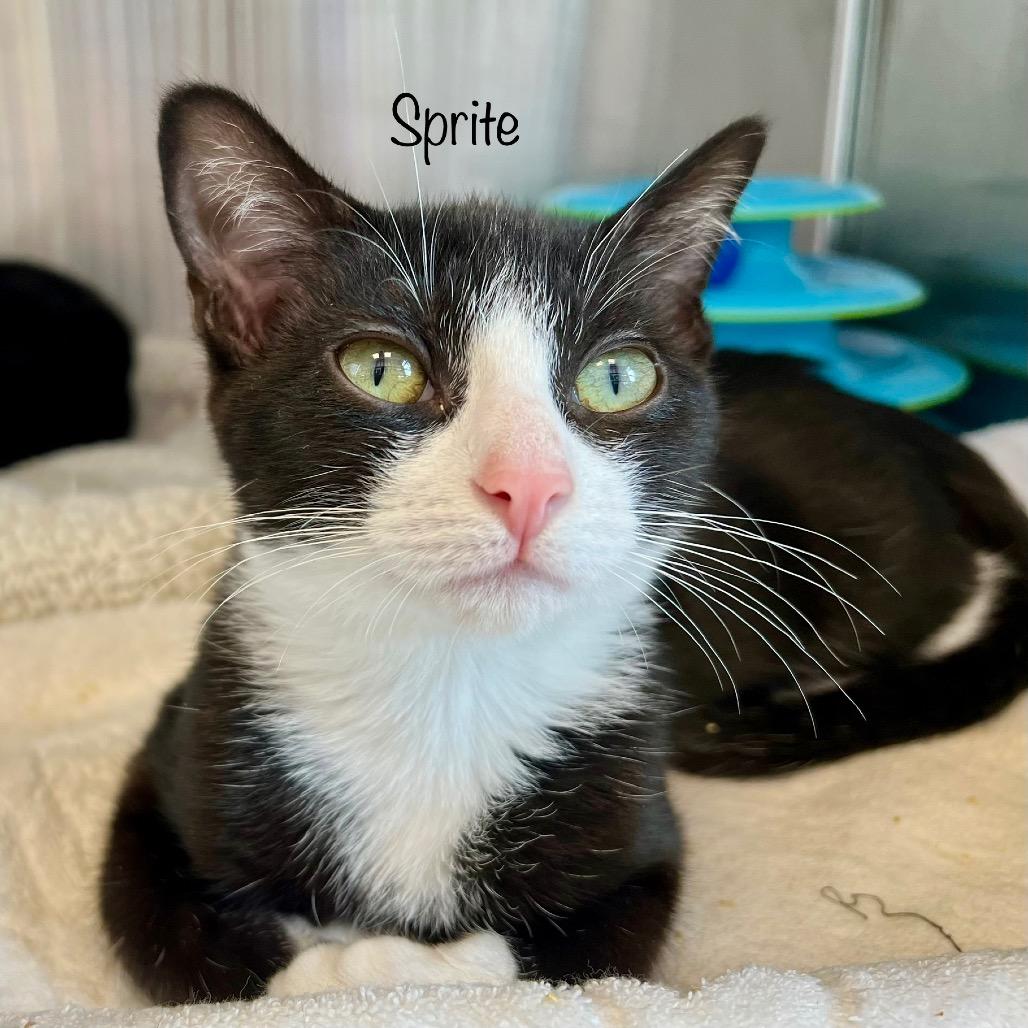 Enlarge Sprite, a Adoptable mixed breed in Madisonville, TN image 2/3