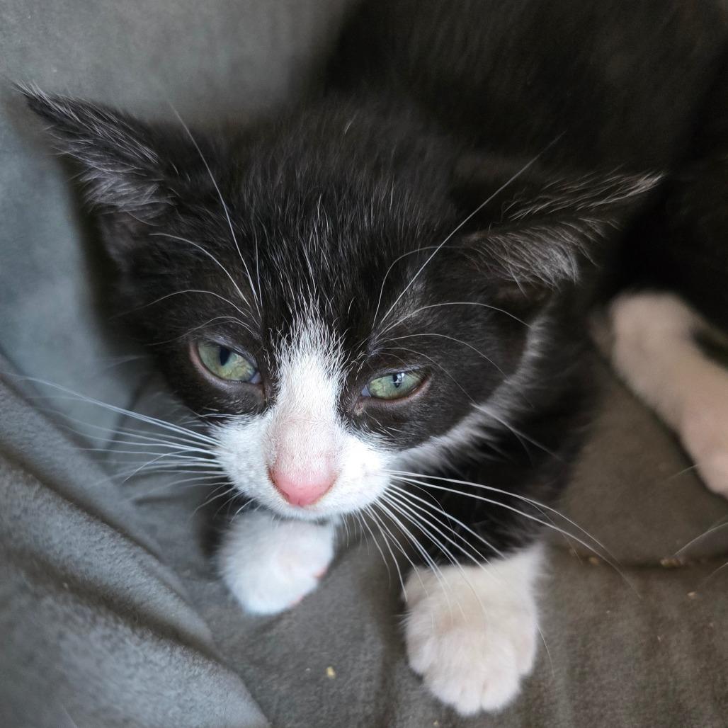 Enlarge Sprite, a Adoptable mixed breed in Madisonville, TN image 3/3