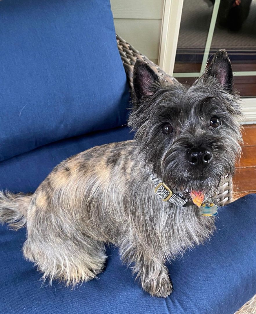 Enlarge Louie, a Adopted Cairn Terrier in St. Louis, MO image 1/2