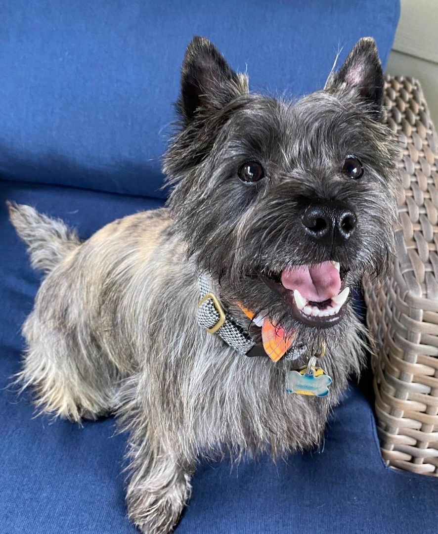 Enlarge Louie, a Adopted Cairn Terrier in St. Louis, MO image 2/2