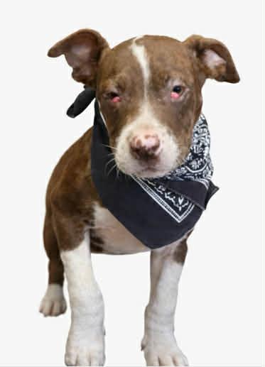 Enlarge Scooter, a Adoptable American Bulldog in Panama City, FL image 1/2