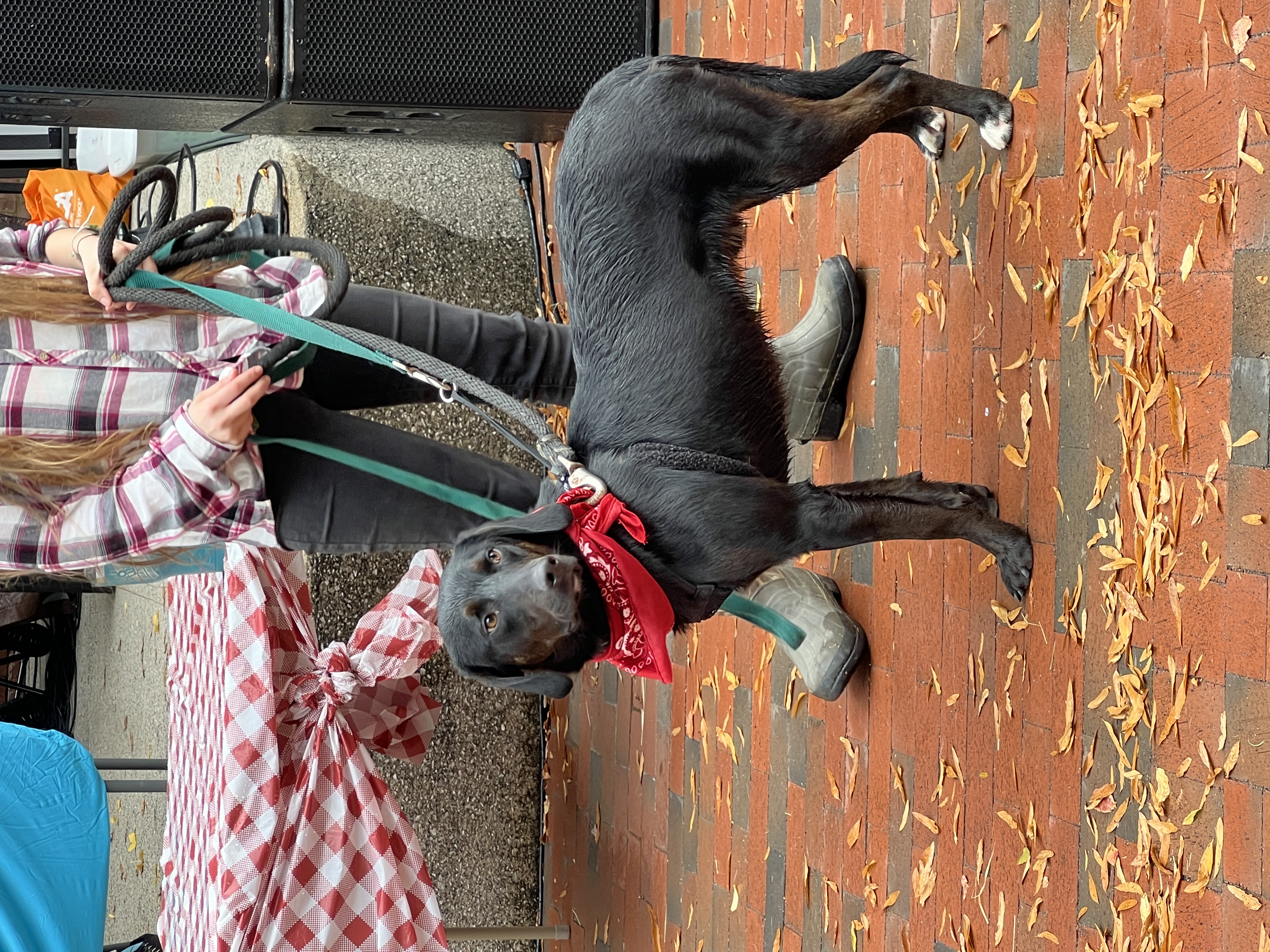 Enlarge Buck #24057, a Adoptable mixed breed in Bolivar, TN image 5/5