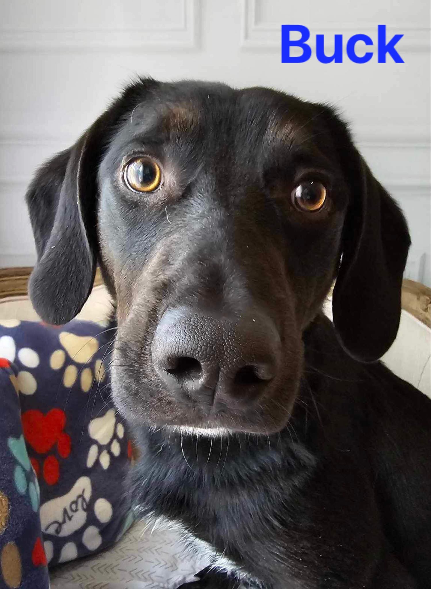 Enlarge Buck #24057, a Adoptable mixed breed in Bolivar, TN image 2/5