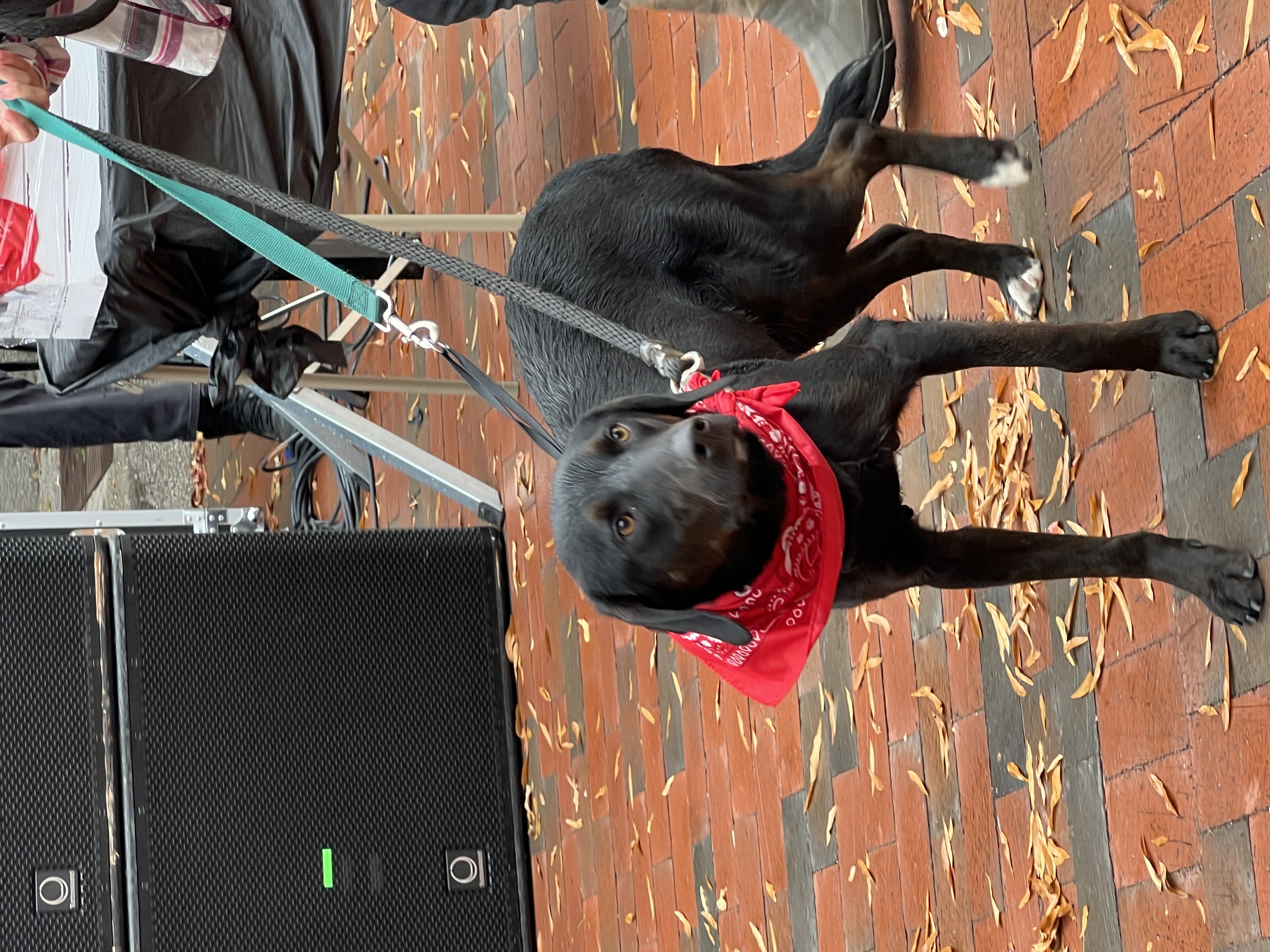 Enlarge Buck #24057, a Adoptable mixed breed in Bolivar, TN image 1/5