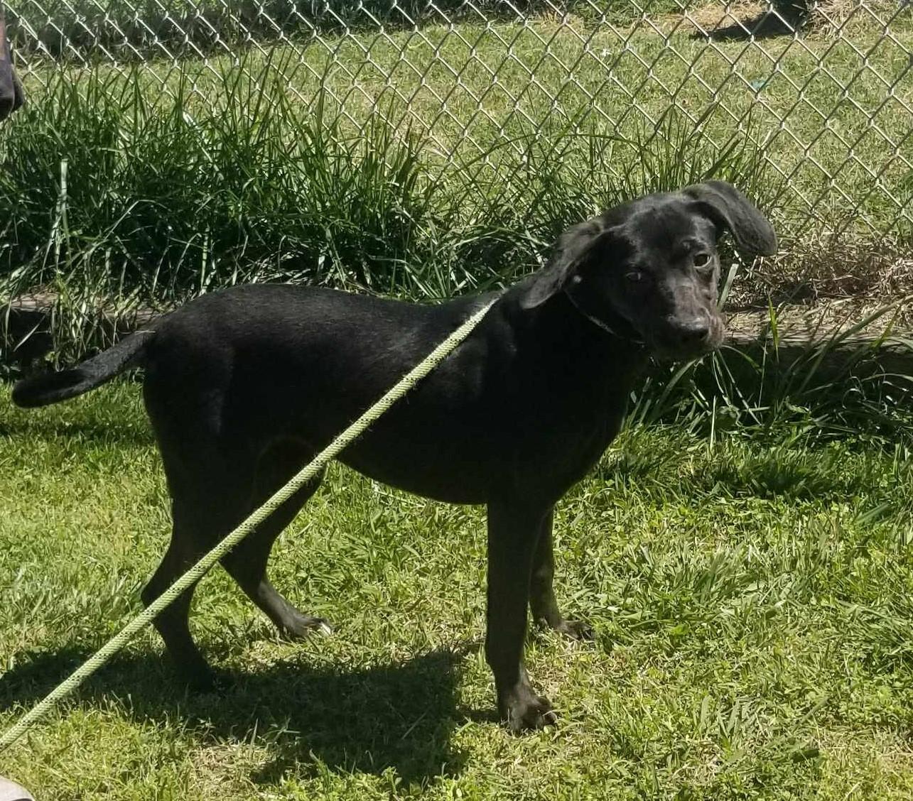 Enlarge Buck #24057, a Adoptable mixed breed in Bolivar, TN image 3/5
