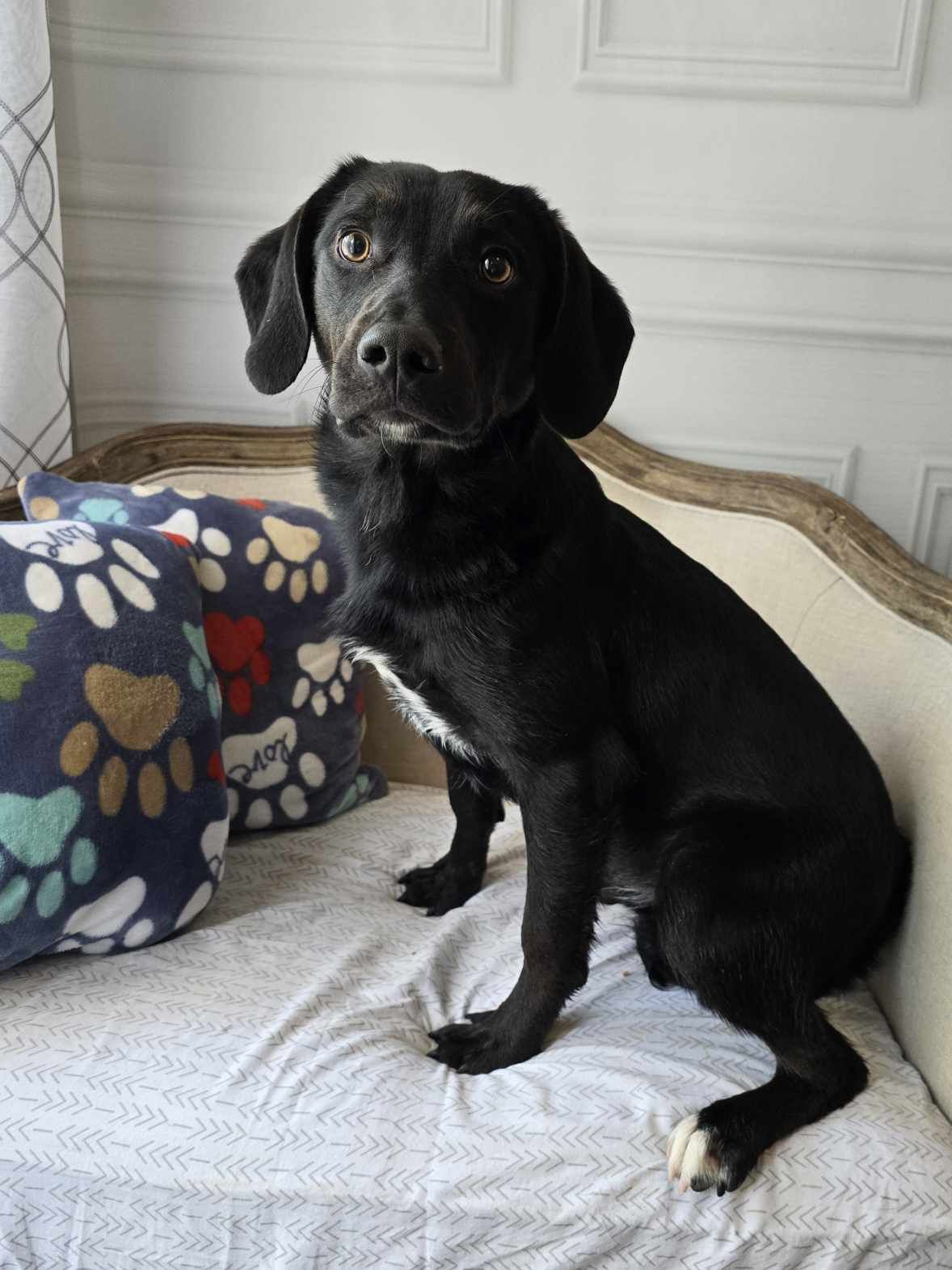 Enlarge Buck #24057, a Adoptable mixed breed in Bolivar, TN image 4/5