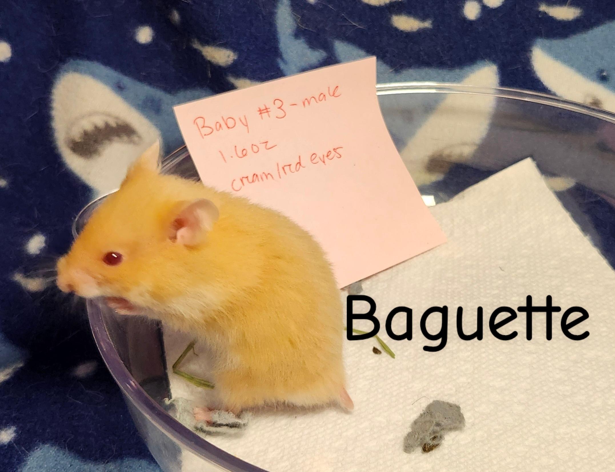 Enlarge The Bread Bunch- Males, a ADOPTABLE Hamster in West Chester, OH image 5/6