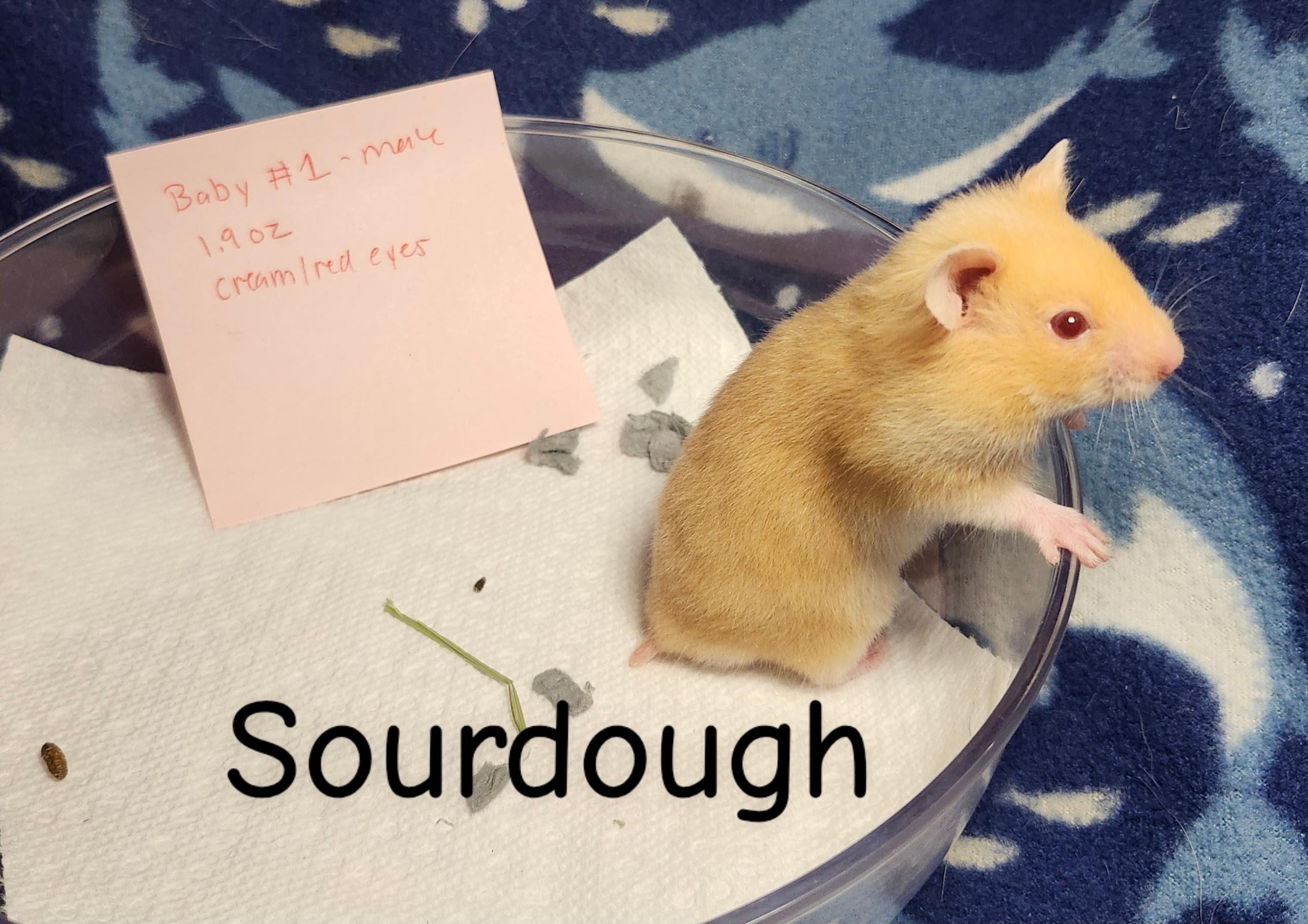 Enlarge The Bread Bunch- Males, a ADOPTABLE Hamster in West Chester, OH image 4/6