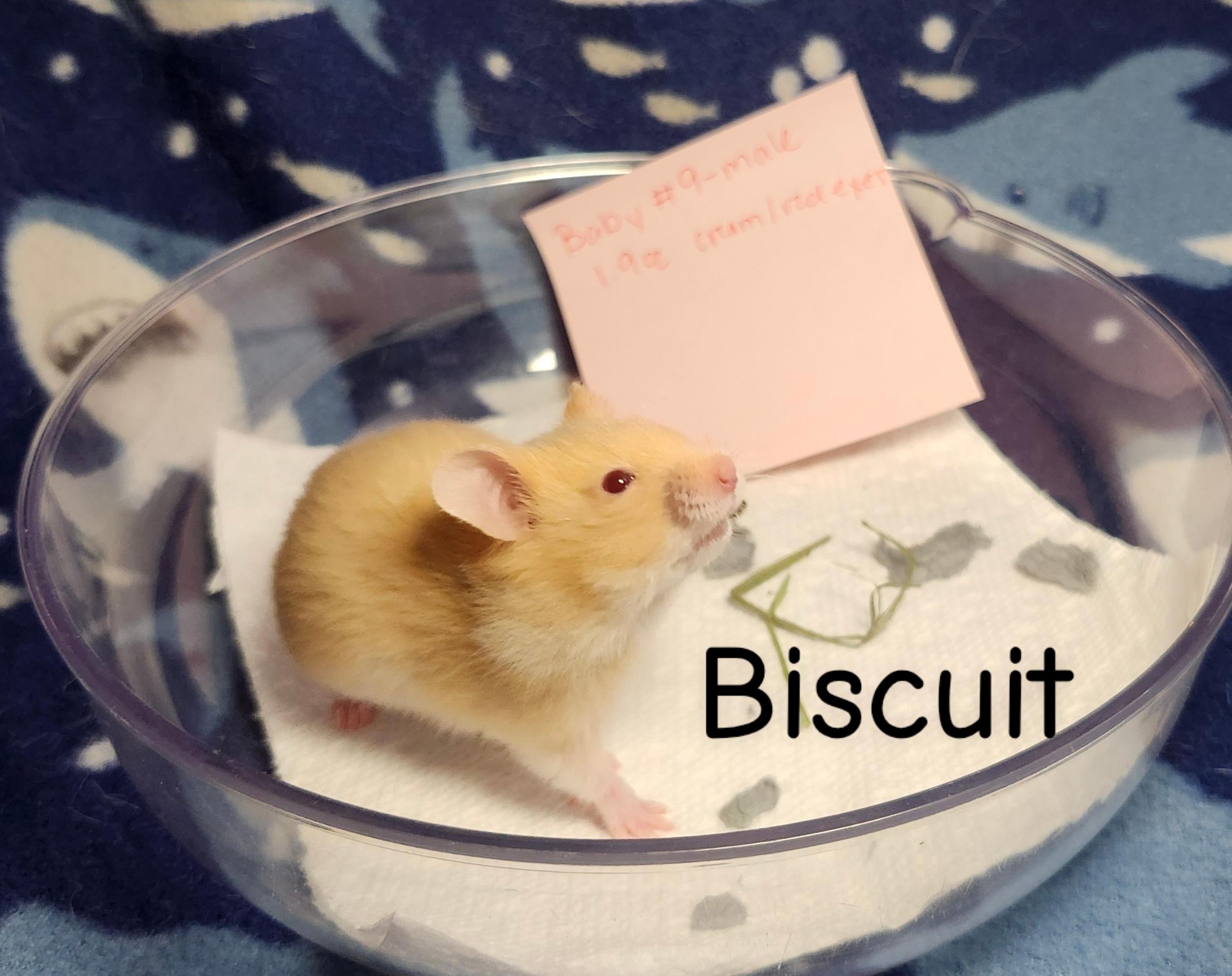 Enlarge The Bread Bunch- Males, a ADOPTABLE Hamster in West Chester, OH image 6/6