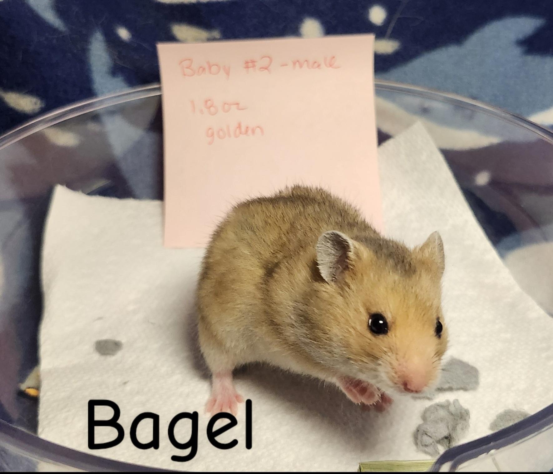 Enlarge The Bread Bunch- Males, a ADOPTABLE Hamster in West Chester, OH image 3/6