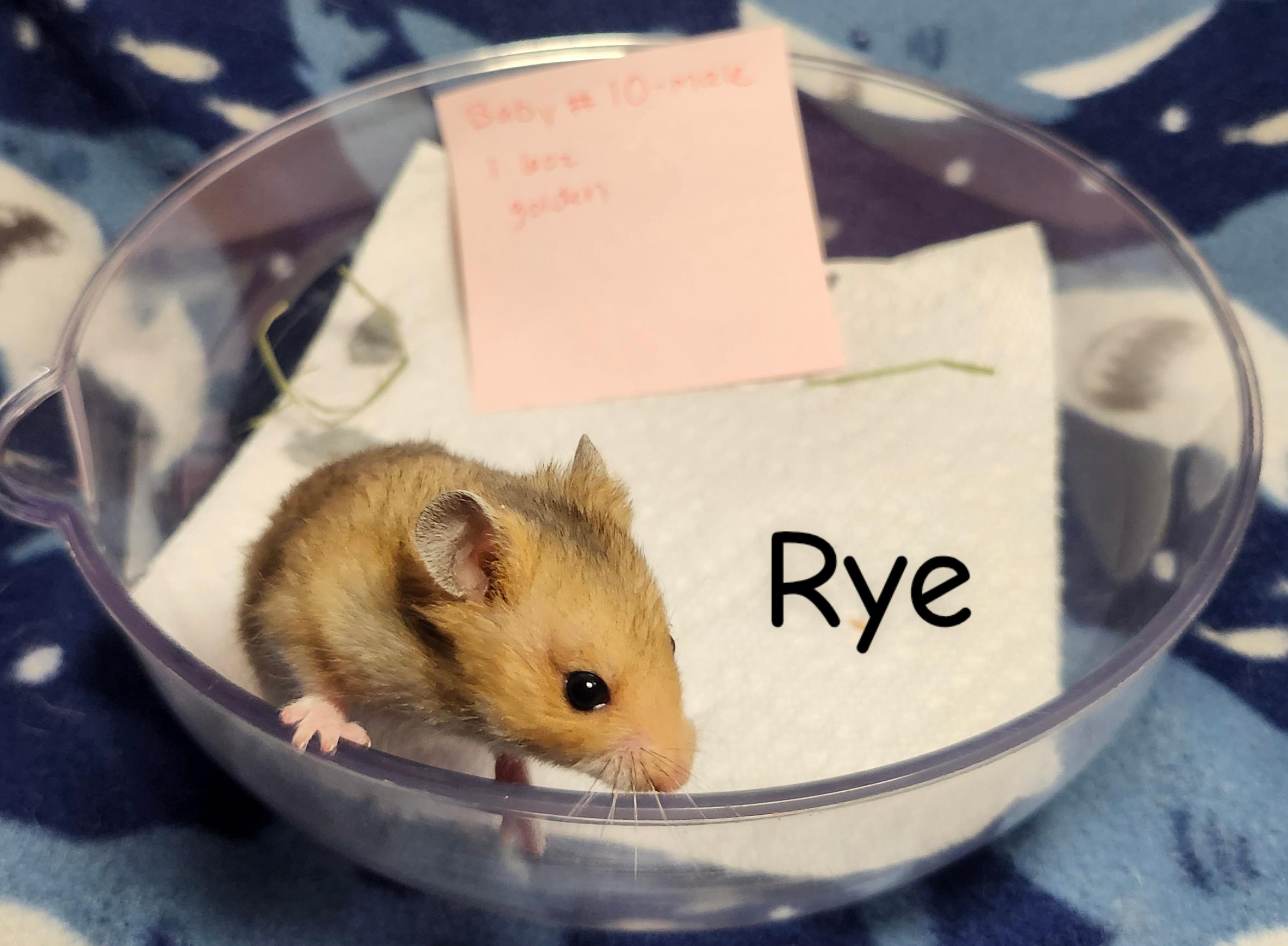 Enlarge The Bread Bunch- Males, a ADOPTABLE Hamster in West Chester, OH image 2/6