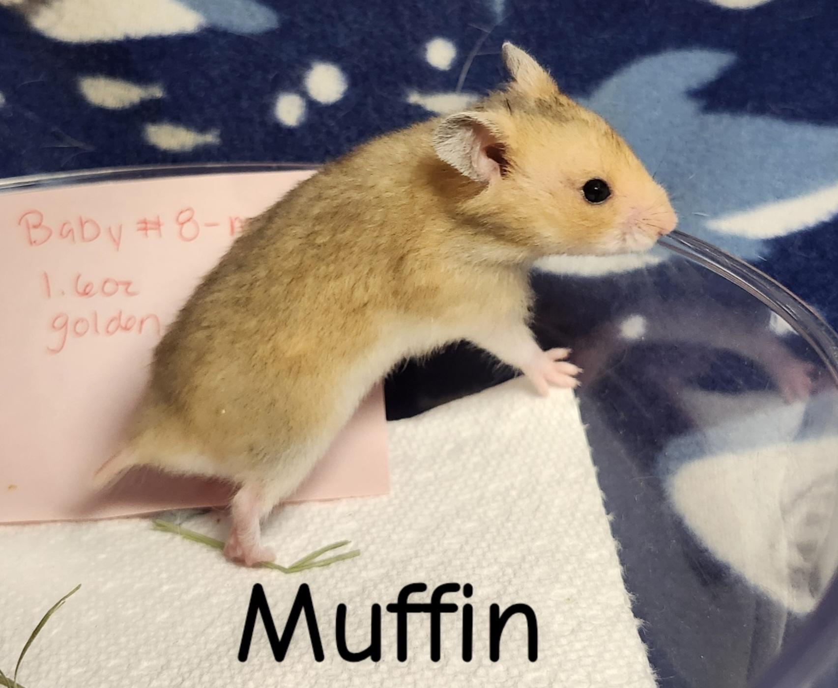 The Bread Bunch- Males, ADOPTABLE, Baby Male Hamster.