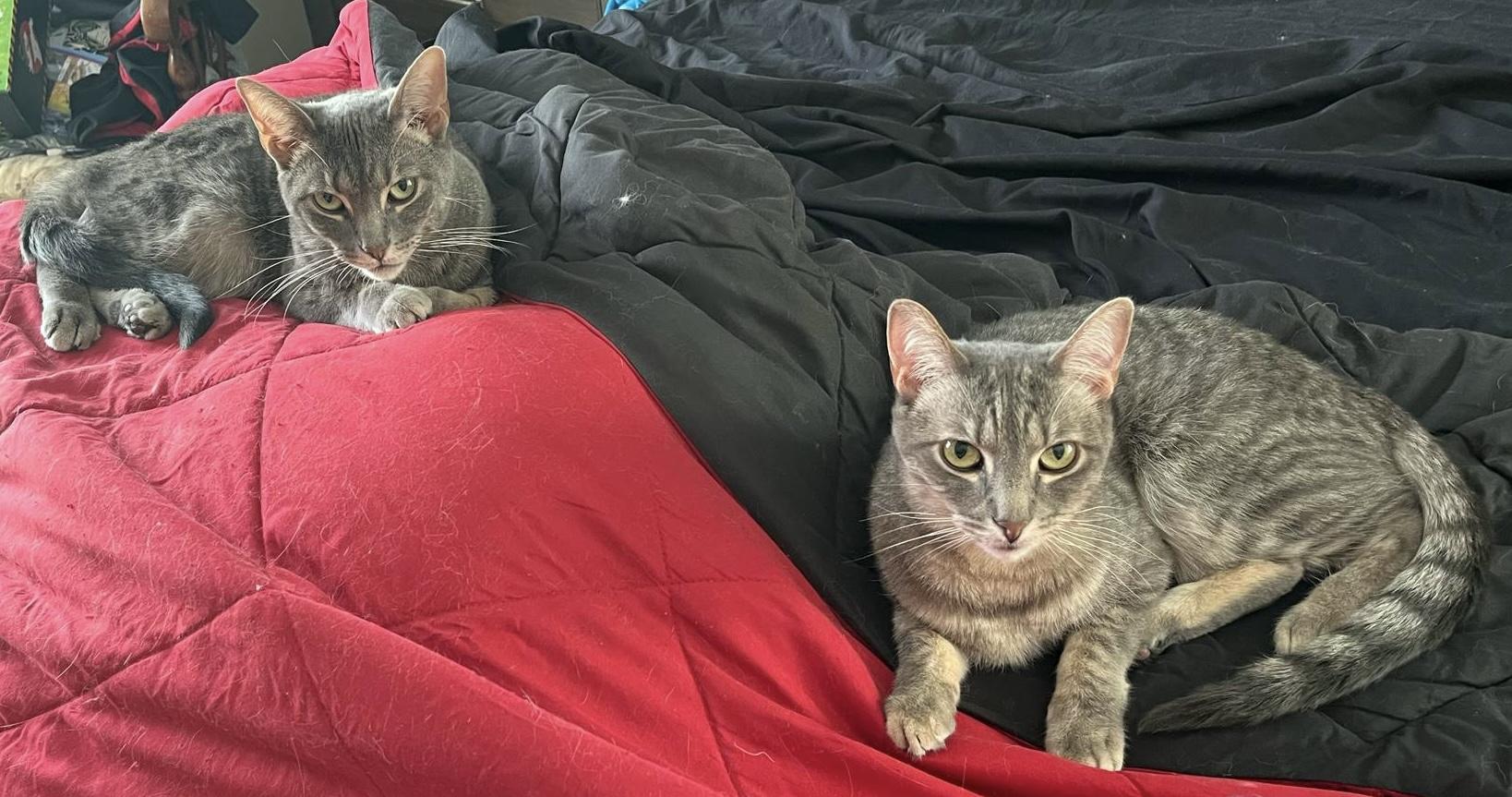 Ruskin & Zara (Brother/Sister Duo), an adoptable Domestic Short Hair in Woodstock, IL, 60098 | Photo Image 1