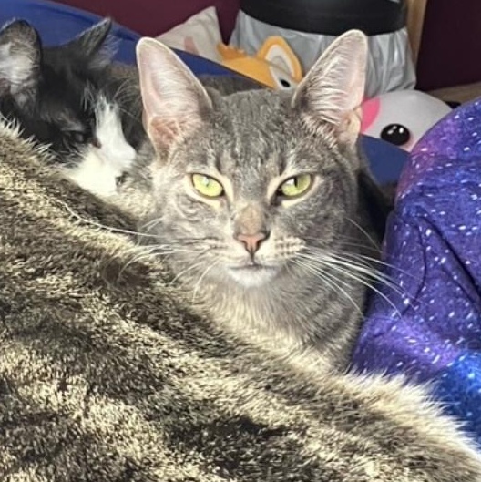 Ruskin & Zara (Brother/Sister Duo), an adoptable Domestic Short Hair in Woodstock, IL, 60098 | Photo Image 4