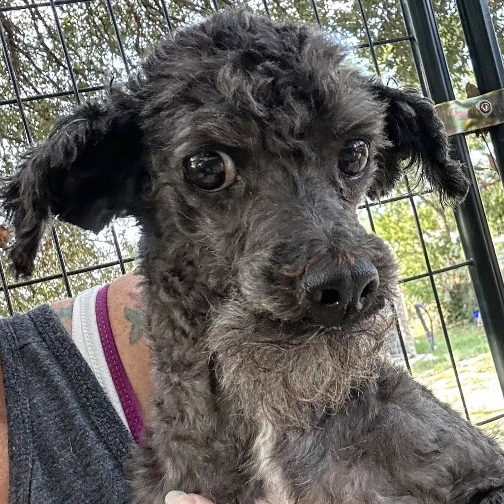Spice - adoption pending, Adoptable, Senior Male Poodle & Schnauzer.