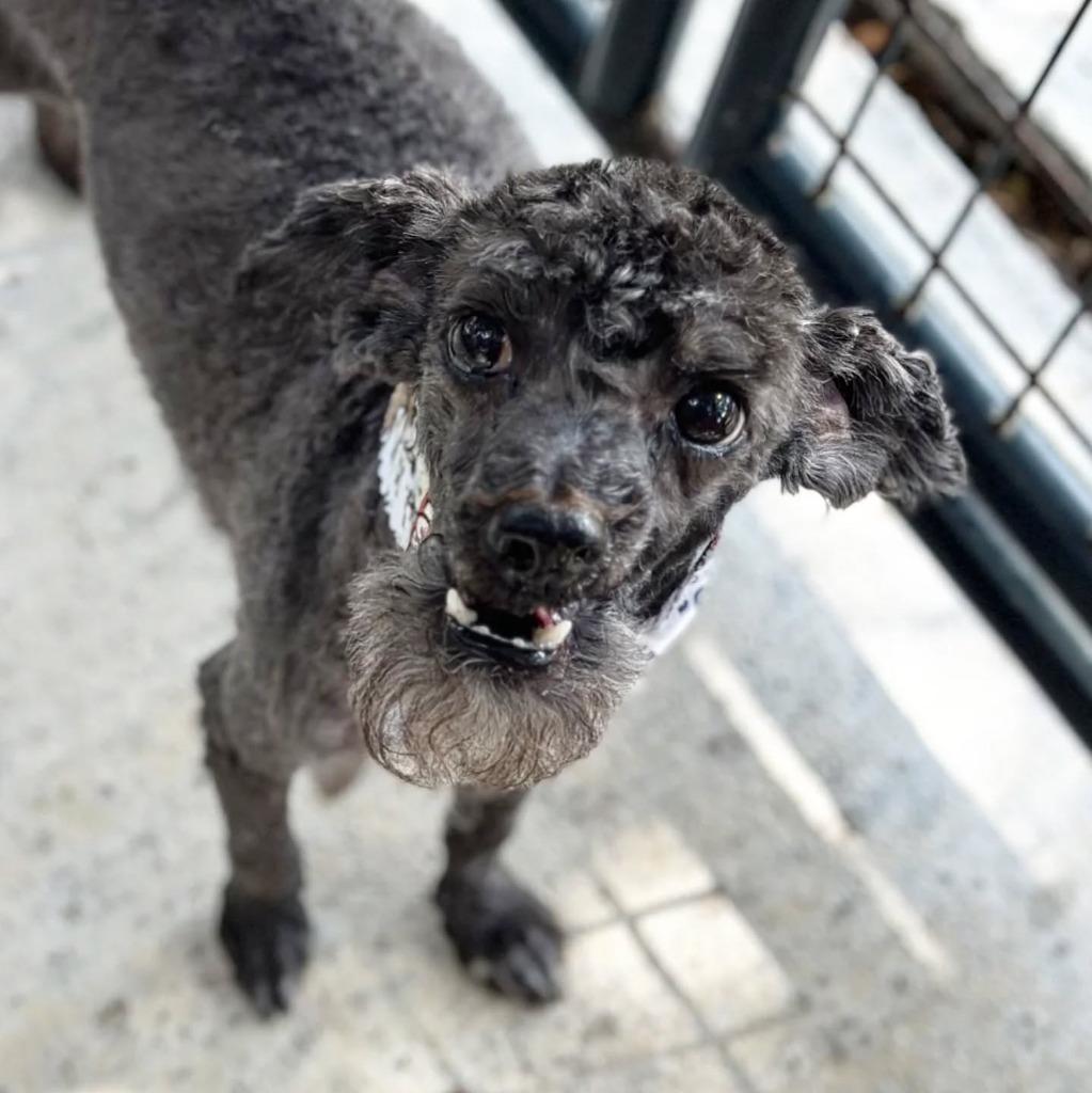 Enlarge Spice - adoption pending, a Adoptable mixed breed in Bryan, TX image 2/6