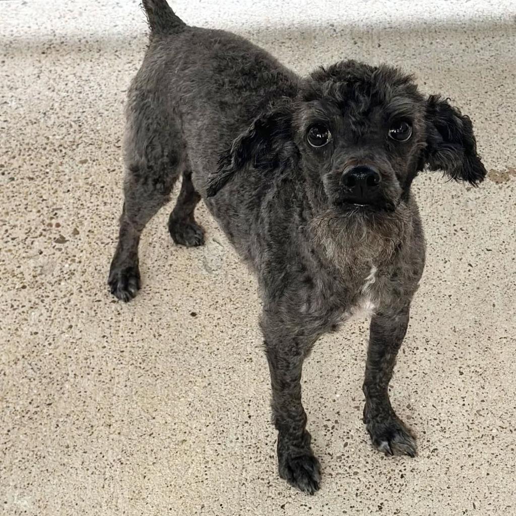 Enlarge Spice - adoption pending, a Adoptable mixed breed in Bryan, TX image 3/6