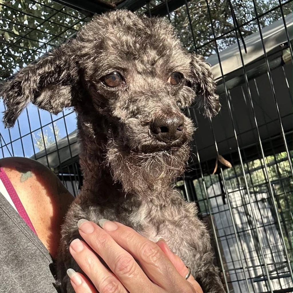 Enlarge Spice - adoption pending, a Adoptable mixed breed in Bryan, TX image 4/6