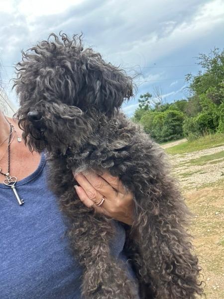 Enlarge Spice - adoption pending, a Adoptable mixed breed in Bryan, TX image 5/6