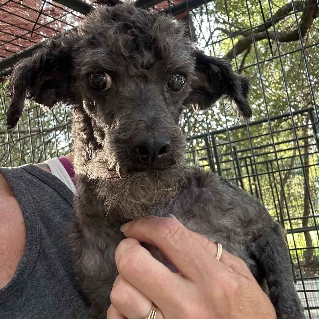 Enlarge Spice - adoption pending, a Adoptable mixed breed in Bryan, TX image 6/6