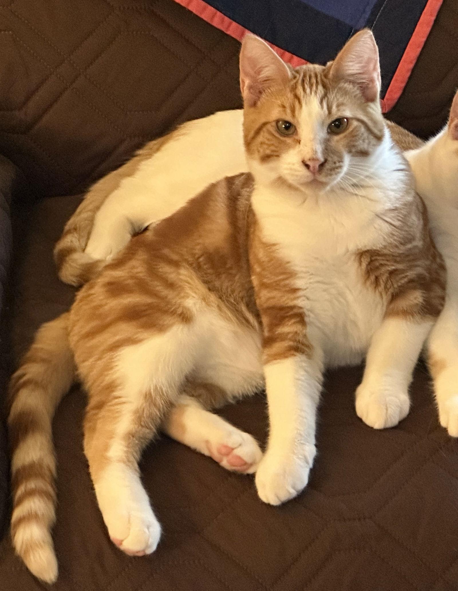 Charlemagne, a Adopted Domestic Short Hair in Burlington, WA image 1/3