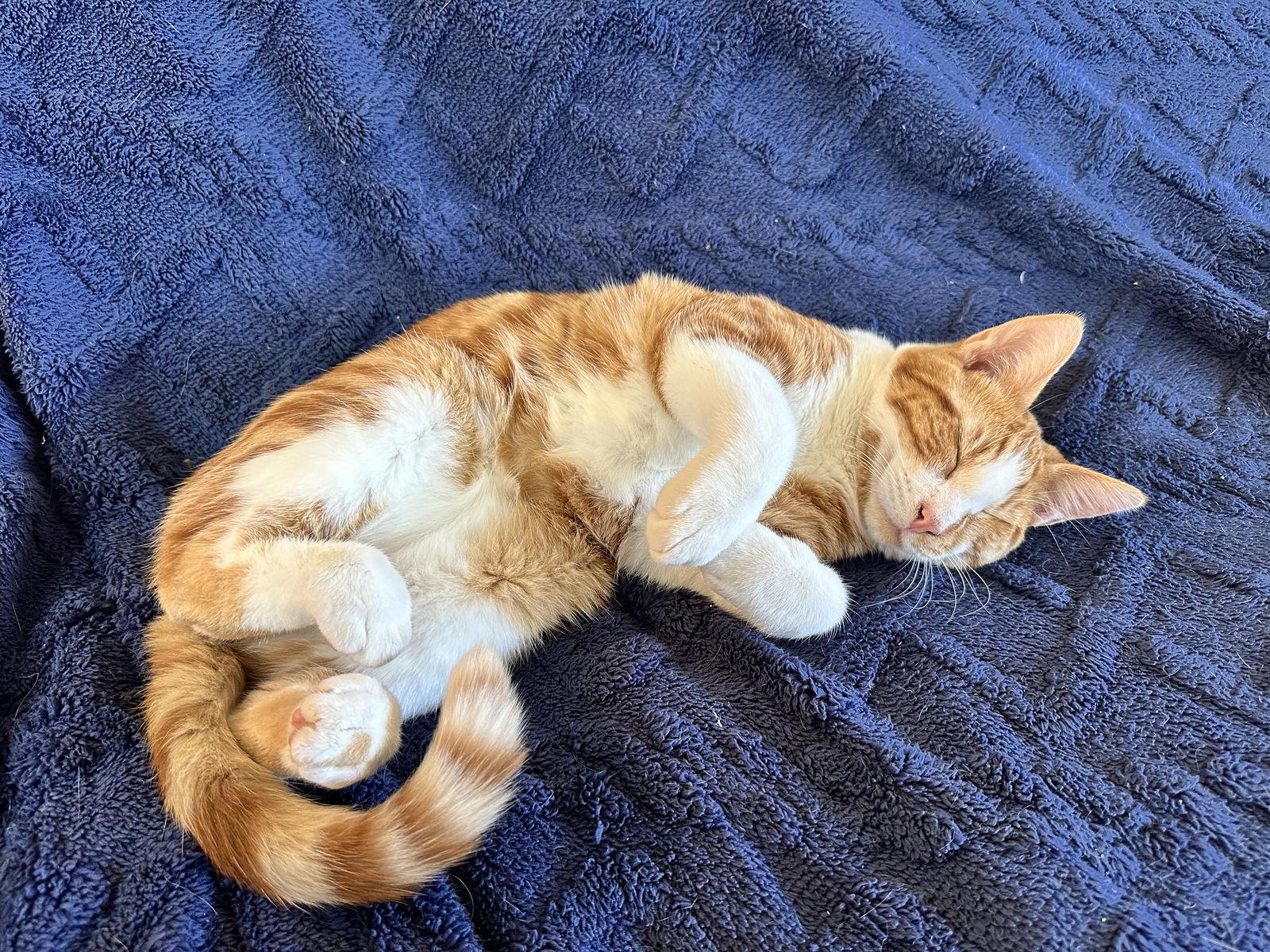 Charlemagne, a Adopted Domestic Short Hair in Burlington, WA image 2/3