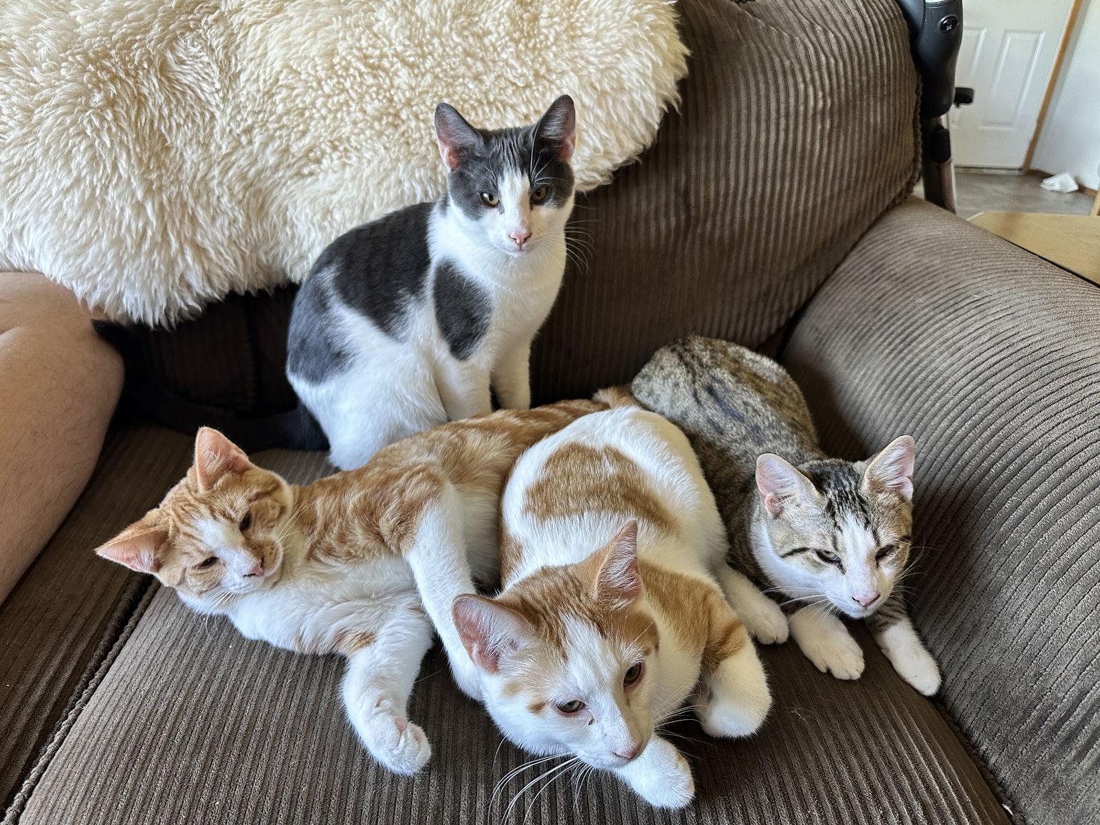 Charlemagne, a Adopted Domestic Short Hair in Burlington, WA image 3/3